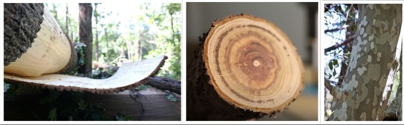 Datei:Baumarten (1).jpg